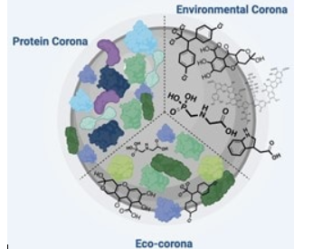 Ecological Social Justice Terror: The Nano Corona Affair                      – Shepherds Heart