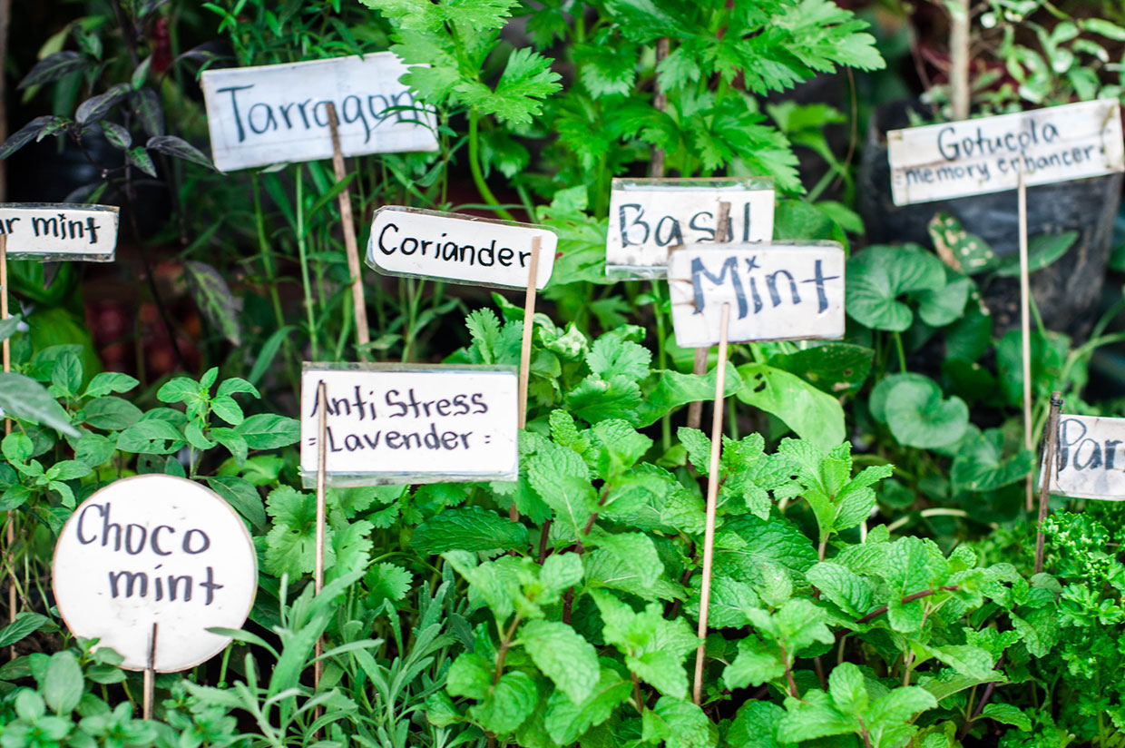 How to make a herb garden even if you don't have a garden