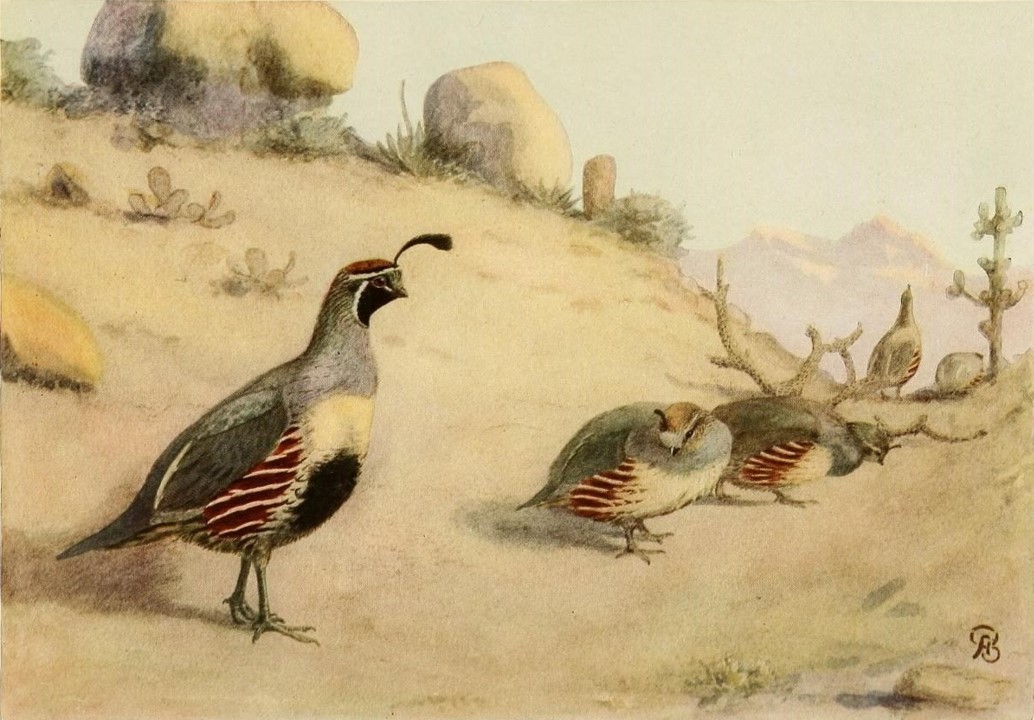 Quail Jerky and the Illusion of Abundance – THE BARKING FOX