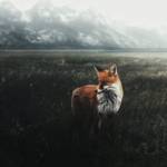 The Barking Fox