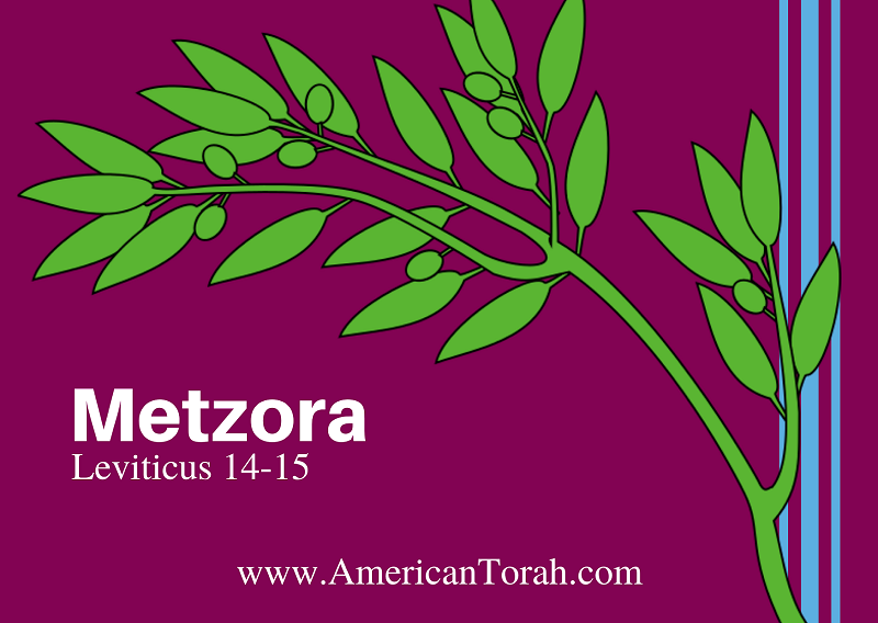 Parsha Metzora - Apostolic Readings, Links, and Videos - American Torah