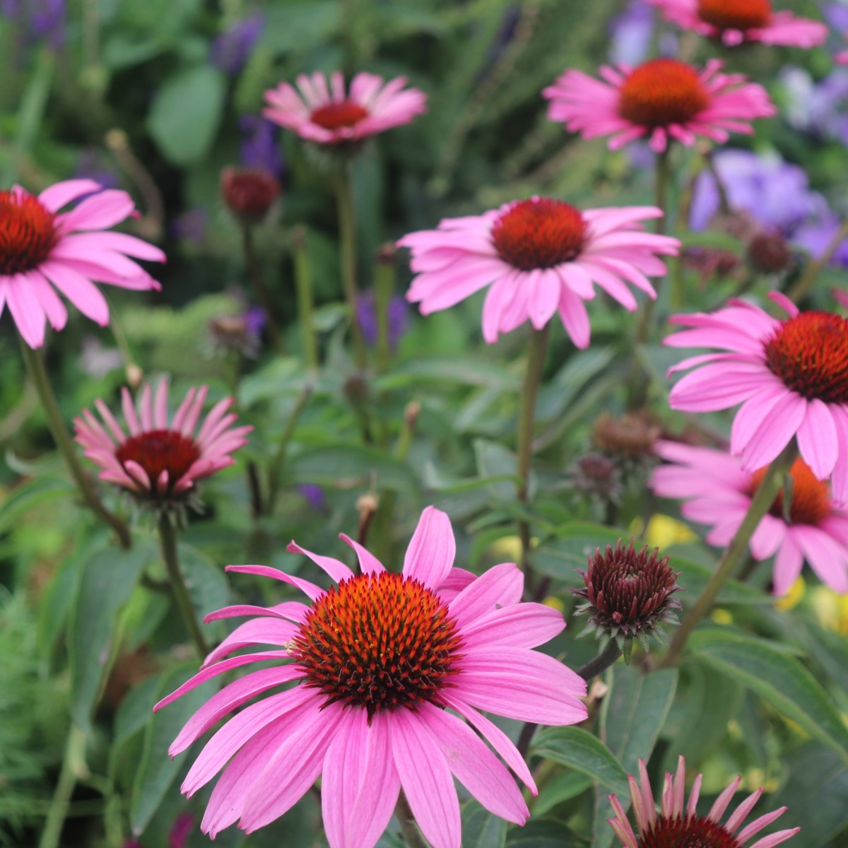 Six Easy Perennial Flowers to Grow for a Cutting Garden