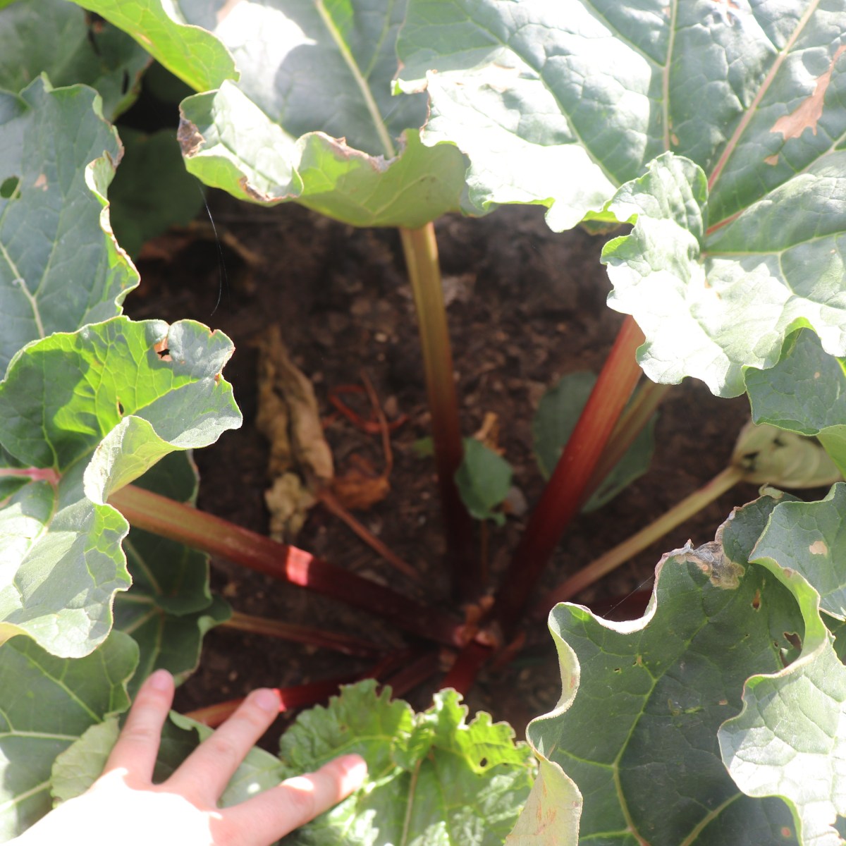 Why You Should Be Growing Rhubarb in Your Garden