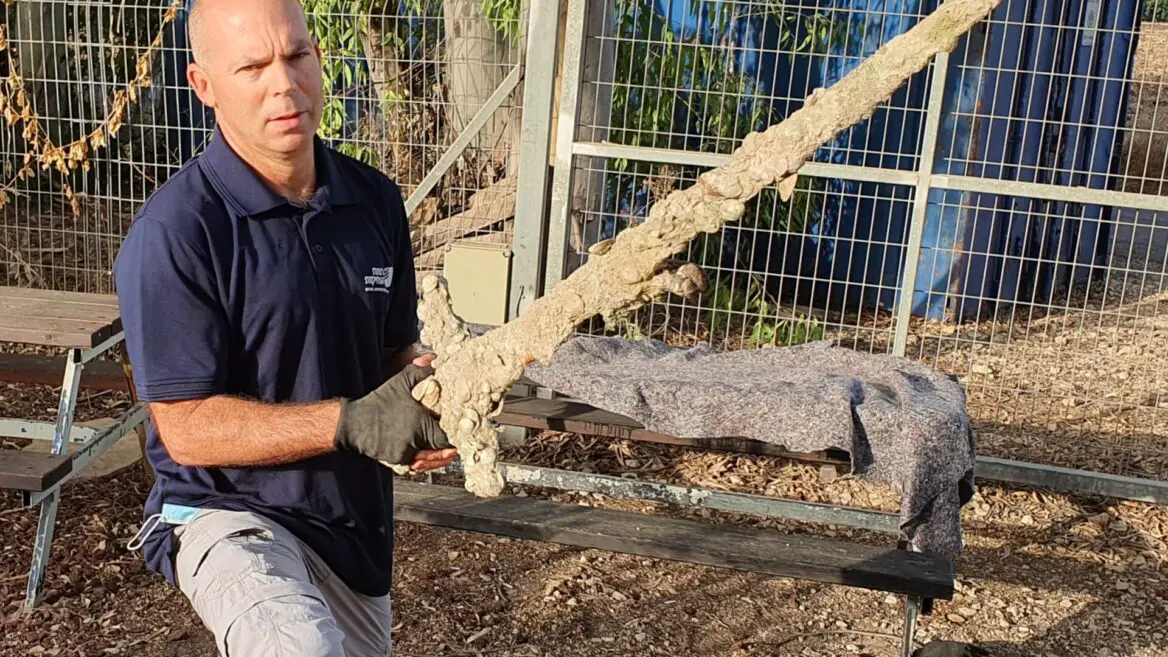 Crusader Swords And Israel Citizenship - The Kingdom Network