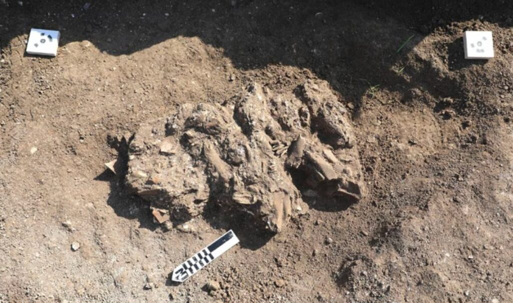 Megiddo Roman Pig Sacrifice: Signs of Strife - The Kingdom Network